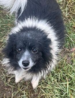 Letty sucht Altersruhesitz - Berlin