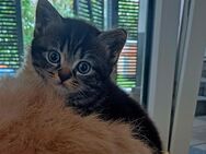 Heilige Birma MIX Kitten - Vilshofen (Donau)
