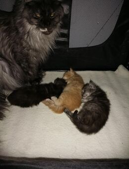 Maine Coon Mädchen sucht ihr Traum zu Hause - Beerfelden Zentrum