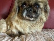 🌸 Lili ein kleines Herz auf der Suche - Kassel