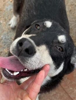 🐶❤️süße Junghündin Maple ❤️🐶 - Eislingen (Fils)