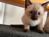 Katzen - Ennepetal (Stadt der Kluterhöhle)