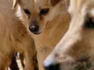 Angsthase Chip sucht ein Zuhause - Neuberg