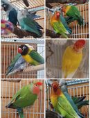 farbenfrohe Agaporniden Zwergpapageien Unzertrennliche Rosenköpfchen Pfirsichköpchen Schwarzköpfchen in 01844