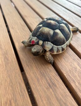 Schildkröten Maurisch + Grichisch - Nersingen