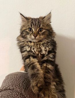 2 Kätzchen abzugeben - Mehlbach