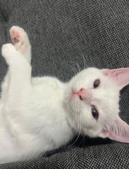 4 Kitten zu verkaufen sofort - Köln