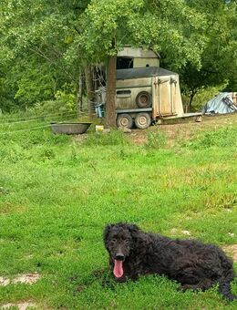 Hündin sucht Familie - Eußenheim