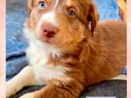 Australian Shepherd braun/ redtri/Minimix reinrassig +Gesundheitszeugnis/Gen -Test - Crivitz