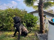 Cane Corso Männchen 2 Jahre alt - Pulheim