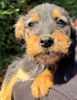 Cleo2 neugierige kleine Welpin 01/25 GRC - Ruppertsecken