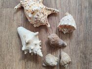 20 echte Muscheln, inklusive Versand! - Lucka
