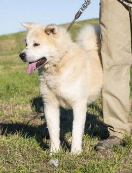 Fantom ein typischer Akita - Puchheim