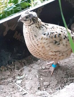 Legereife Wachtelhennen abzugeben - Ziemetshausen