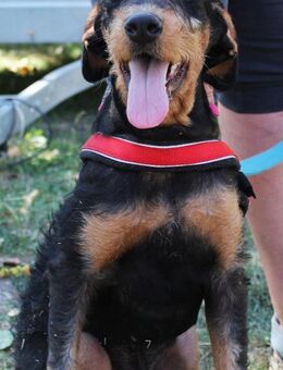 Ricco sehnt sich nach einen Zuhause - Berlin