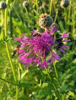 Skabiosen - Flockenblume (Centaurea scabiosa) - Horgenzell