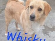 Whisky - Waakirchen