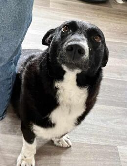 ENYA Wer verliebt sich? - Koblenz