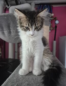 Norwegische Waldkatze - Treuchtlingen