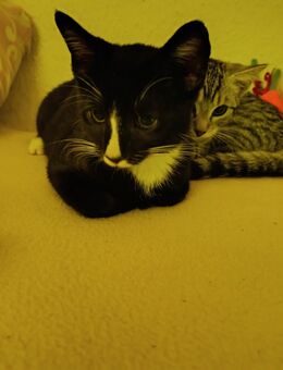 Main coon mix Kater - Magdeburg