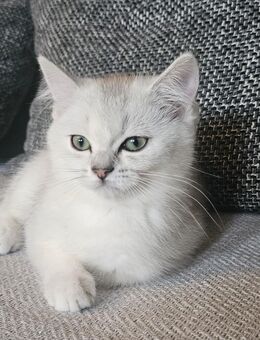 BKH Katze - Berlin Spandau