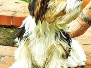 Jupp und Julchen suchen noch die perfekten Adoptiveltern - Eggesin