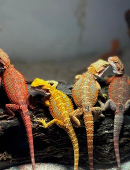 Farb-Bartagamen Nachwuchs Pogona Vitticeps - Hünfeld (Konrad-Zuse-Stadt) Zentrum