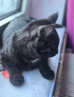 Main coon Bkh Mix Katze abzugeben - Dortmund Grevel