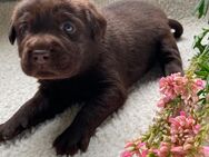 Reinrassige Labrador Welpen - Waldeck (Hessen)