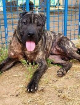 SID ❤️verspielter Hundejunge mit großem❤ - Kissing