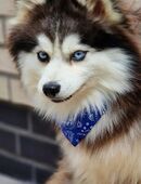 Pomsky F3 Toy Deckrüde Pomeranian Mini Husky in 32339