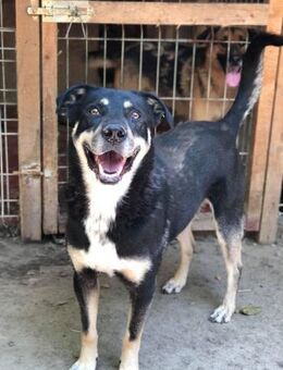 Frohnatur Tiago - Itzehoe