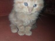 Blaue, Rote, Creme Kitten Norwegische Waldkatze Maine Coon Katzenbaby - Kindenheim