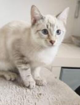 Saz; wunderschöner Siam-Kater - Geilenkirchen