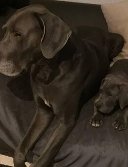 DECKRÜDE deutsche Dogge blau reinrassig. KEIN VERKAUF - Schwaan