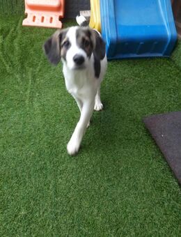 🐶 Snoopy 5 Monate Beagle-Mix-Bub - Kassel