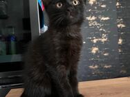 Bkh mix kitten - Herne