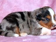 Australian Shepherd Welpen aus erstklassigen Showlinien