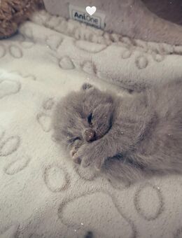 Bkh kitten - Bonn Hardthöhe