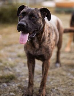 Edna 💗sanfte, liebevolle +ruhige Hündin - Hamburg