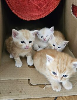 Baby katzen - Mönchengladbach