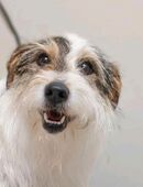 Jackline sucht ihr Körbchen für immer in 45525