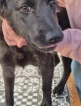 Schönheit Laura - Ellerbek