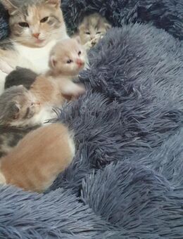 Bkh kitten - Marl (Nordrhein-Westfalen)