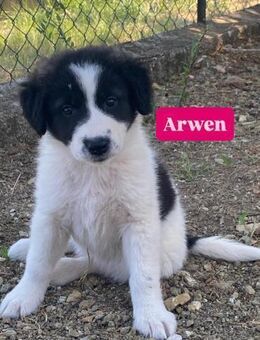 Arwen - kleines Mädel sucht ihr Glück - Grevenbroich