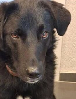 Monty sucht Haus mit Garten - Neu Ulm