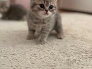 Bkh Kitten - Lahr (Schwarzwald)