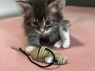 Kleine süße Kätzchen suchen eine neue Familie - Aachen