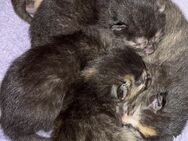 KITTEN Main Coon , Britisch Kurzhaar Mix - Emmendingen