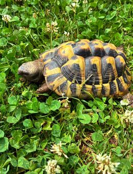 Griechische Landschildkröte aus Nachzucht 2020 mit Cites - Viereth-Trunstadt